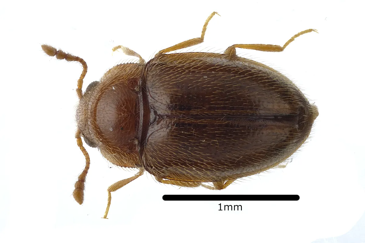 Anamorphidae - photo 3