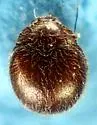 Anamorphus pusillus - Anamorphus pusillus