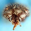 Anamorphus pusillus - photo 2