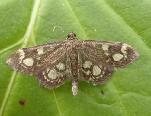 Anania coronata