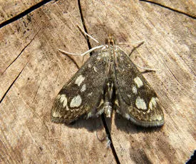 Anania coronata - photo 2