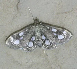 Anania coronata - photo 3