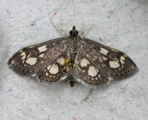 Anania coronata - photo 4