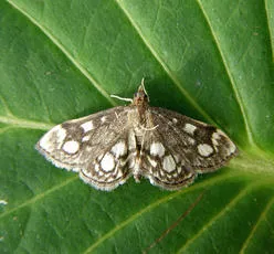 Anania coronata - photo 5