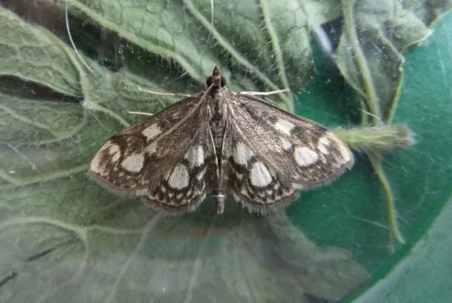 Anania coronata - photo 6