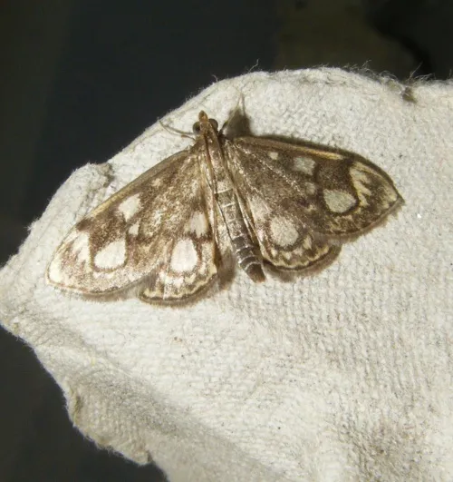 Anania coronata - photo 7