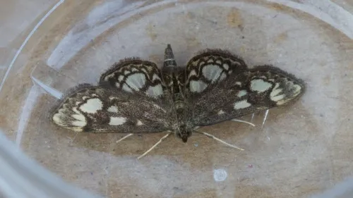 Anania coronata - photo 8