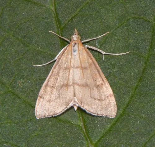 Anania crocealis