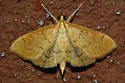 Anania extricalis - Hodges#4956