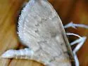 Anania extricalis - Hodges#4956 - photo 3