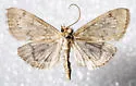Anania extricalis - Hodges#4956 - photo 4