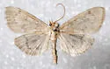 Anania extricalis - Hodges#4956 - photo 5