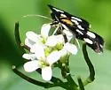White-spotted Sable - Hodges#4958