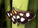 White-spotted Sable - Hodges#4958 - photo 2