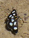 White-spotted Sable - Hodges#4958 - photo 3