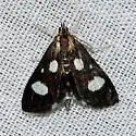 White-spotted Sable - Hodges#4958 - photo 4
