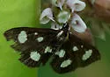 White-spotted Sable - Hodges#4958 - photo 5