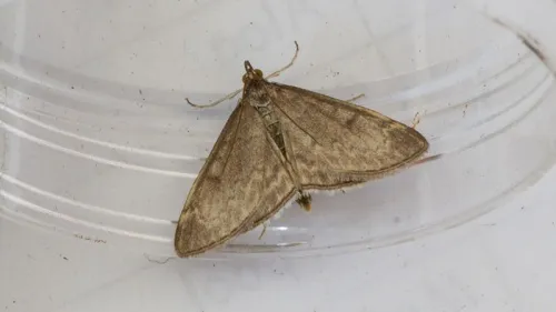 Anania fuscalis