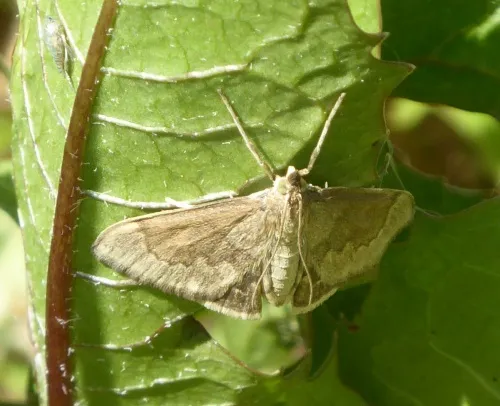 Anania fuscalis - photo 2