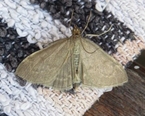 Anania fuscalis - photo 3