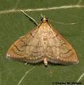 Anania labeculalis - Hodges#4959