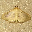 Anania labeculalis - Hodges#4959 - photo 2