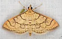 Anania labeculalis - Hodges#4959 - photo 3