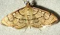Anania labeculalis - Hodges#4959 - photo 4