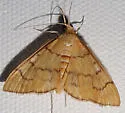 Anania labeculalis - Hodges#4959 - photo 5
