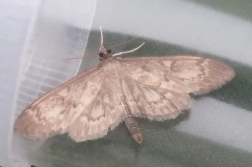 Anania lancealis