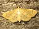 Anania leuschneri - Hodges#4955