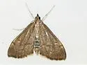 Anania mysippusalis - Hodges#4957