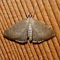 Anania mysippusalis - Hodges#4957 - photo 3
