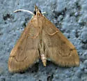 Anania mysippusalis - Hodges#4957 - photo 4