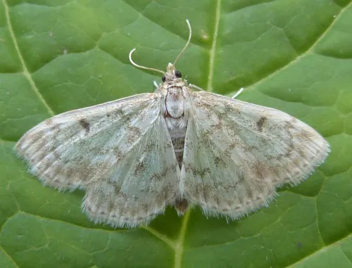 Anania perlucidalis