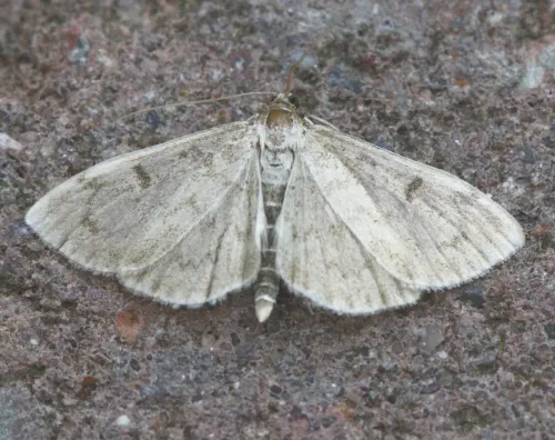 Anania perlucidalis - photo 2