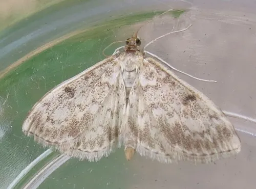 Anania perlucidalis - photo 3