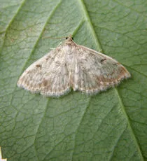Anania perlucidalis - photo 4