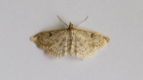 Anania perlucidalis - photo 5