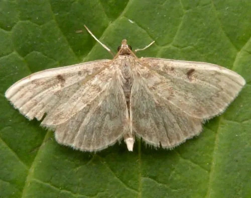 Anania perlucidalis - photo 6