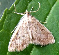 Anania perlucidalis - photo 7
