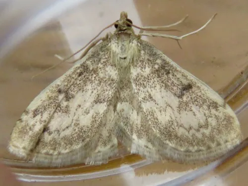 Anania perlucidalis - photo 8