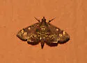Anania plectilis - Hodges#4953.1