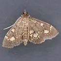 Anania plectilis - Hodges#4953.1 - photo 2