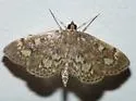 Anania plectilis - Hodges#4953.1 - photo 3