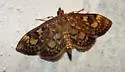 Anania plectilis - Hodges#4953.1 - photo 4