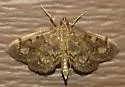 Anania plectilis - Hodges#4953.1 - photo 5