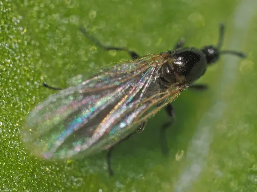 Anapausis inermis