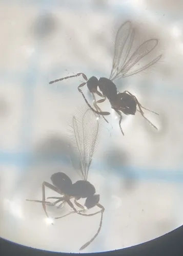 Anaphes fuscipennis