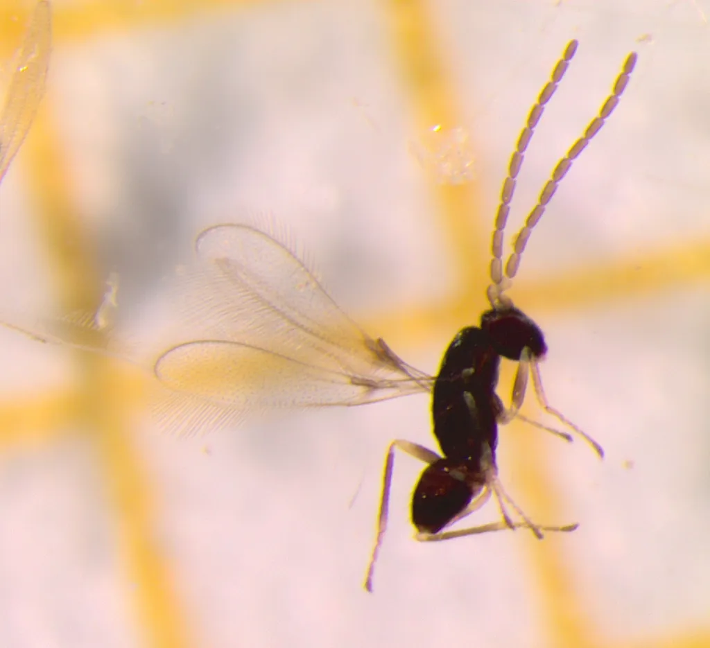 Bluegum Snout-beetle Egg Parasite - photo 2